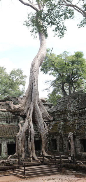 albero